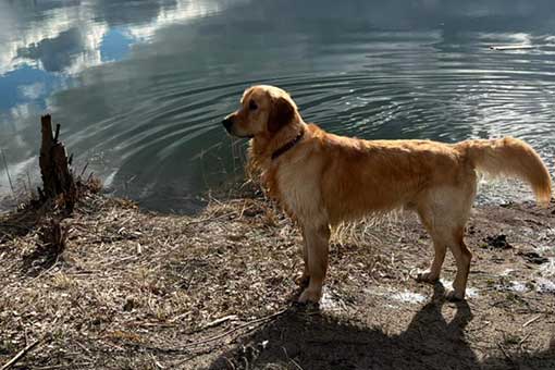 Mike: Golden Retriever